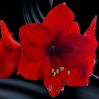 Amaryllis