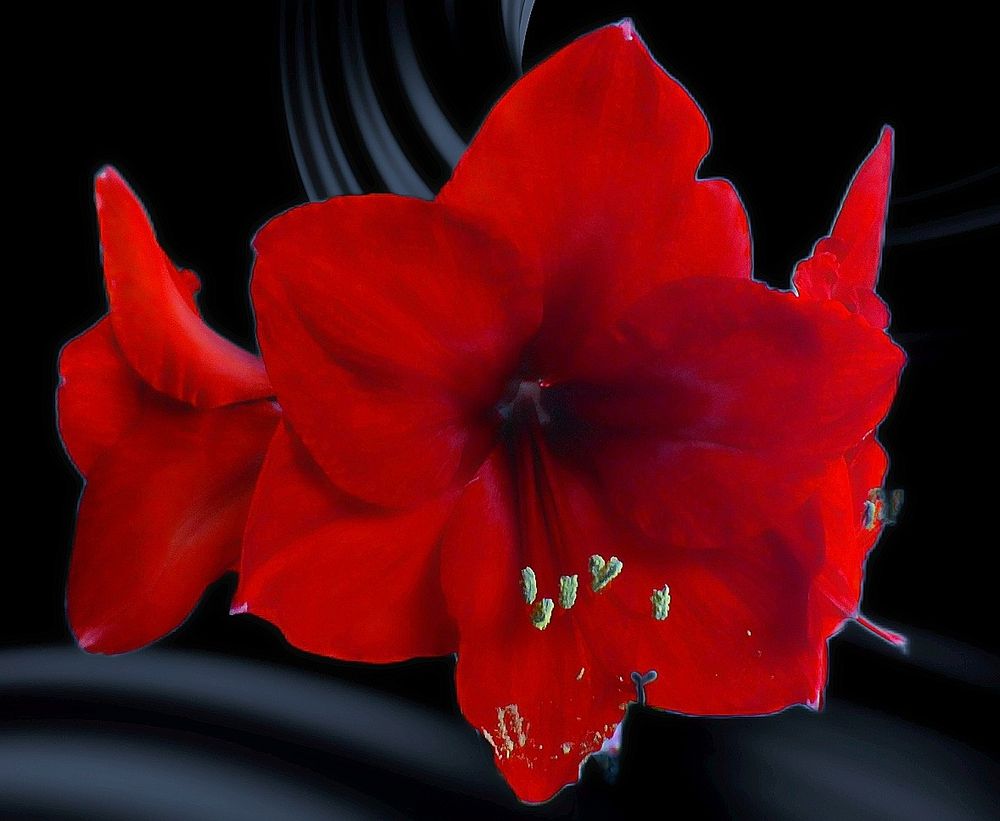 Amaryllis