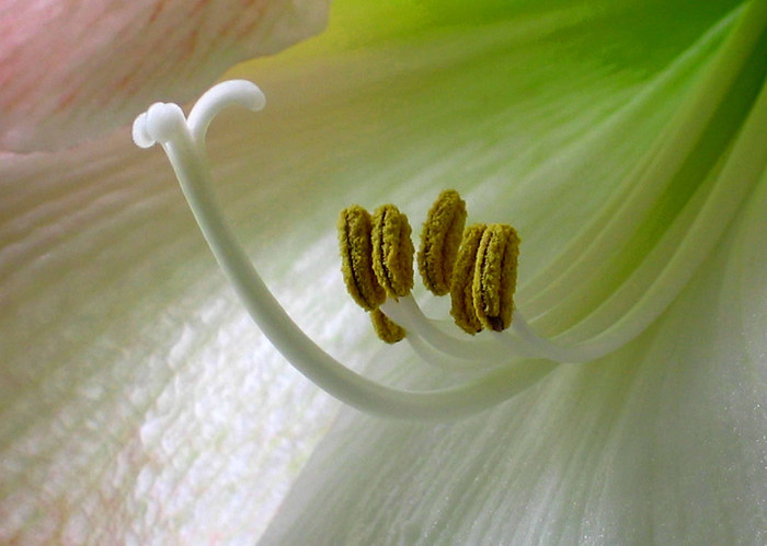 Amaryllis