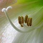 Amaryllis