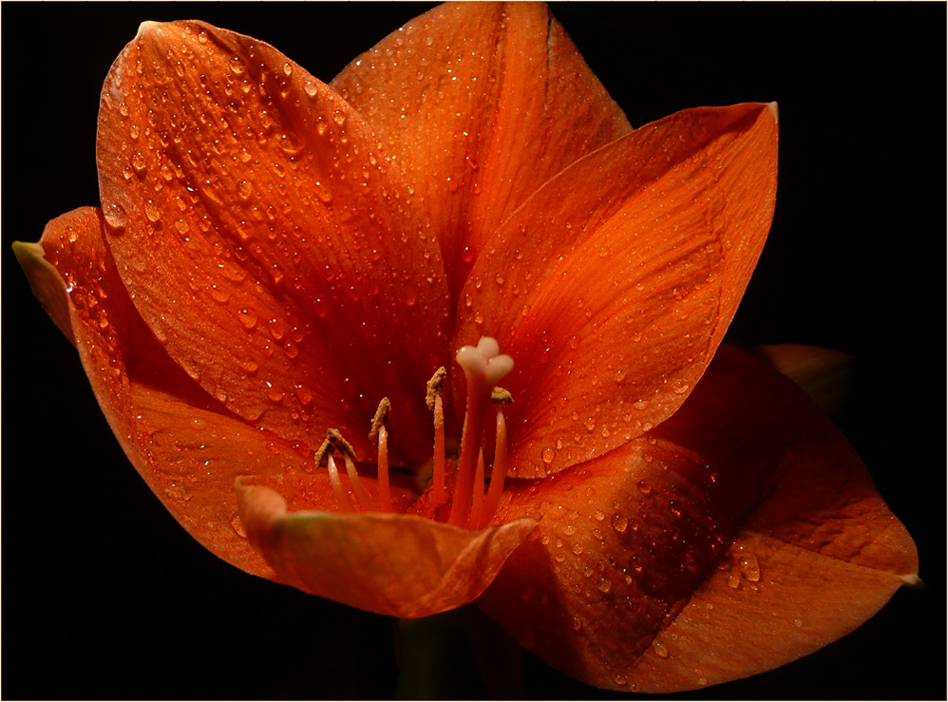 **AMARYLLIS**