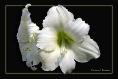 Amaryllis