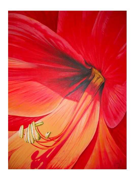 Amaryllis