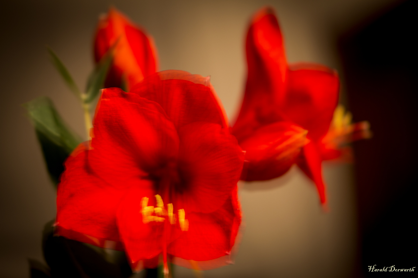 Amaryllis