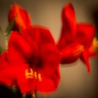 Amaryllis