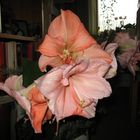 Amaryllis