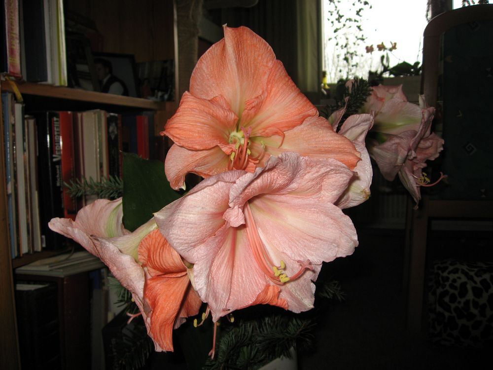 Amaryllis