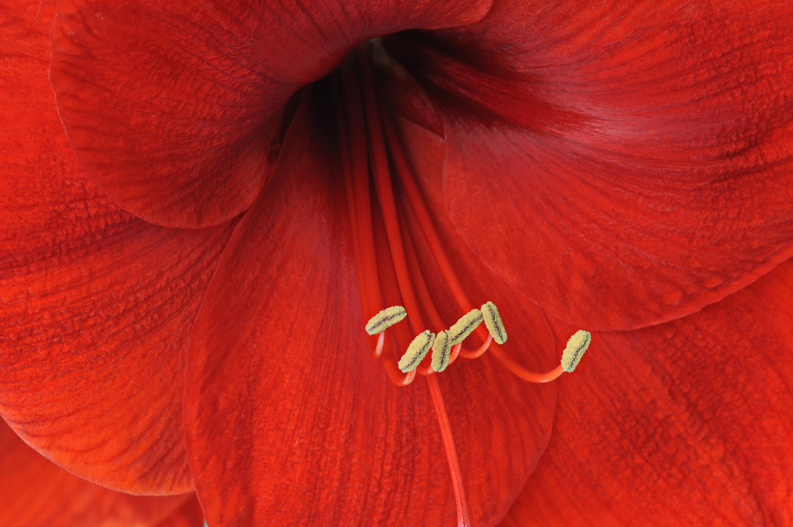 Amaryllis, ein Ritterstern