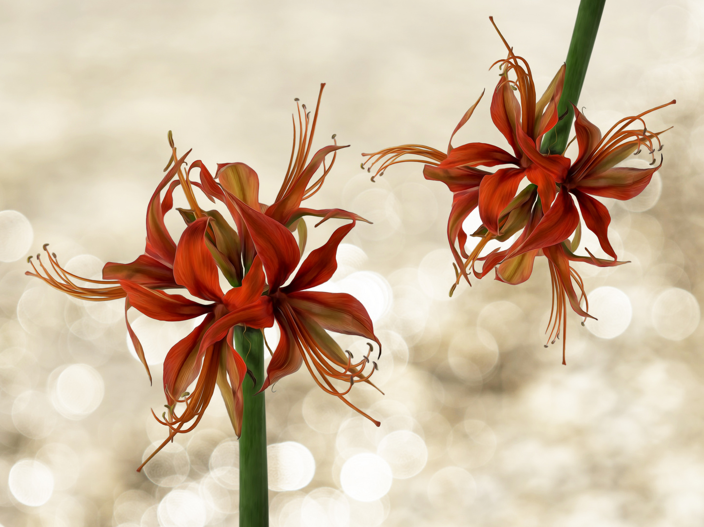 Amaryllis – eine Schönheit mit vielen Gesichtern 