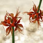 Amaryllis – eine Schönheit mit vielen Gesichtern 