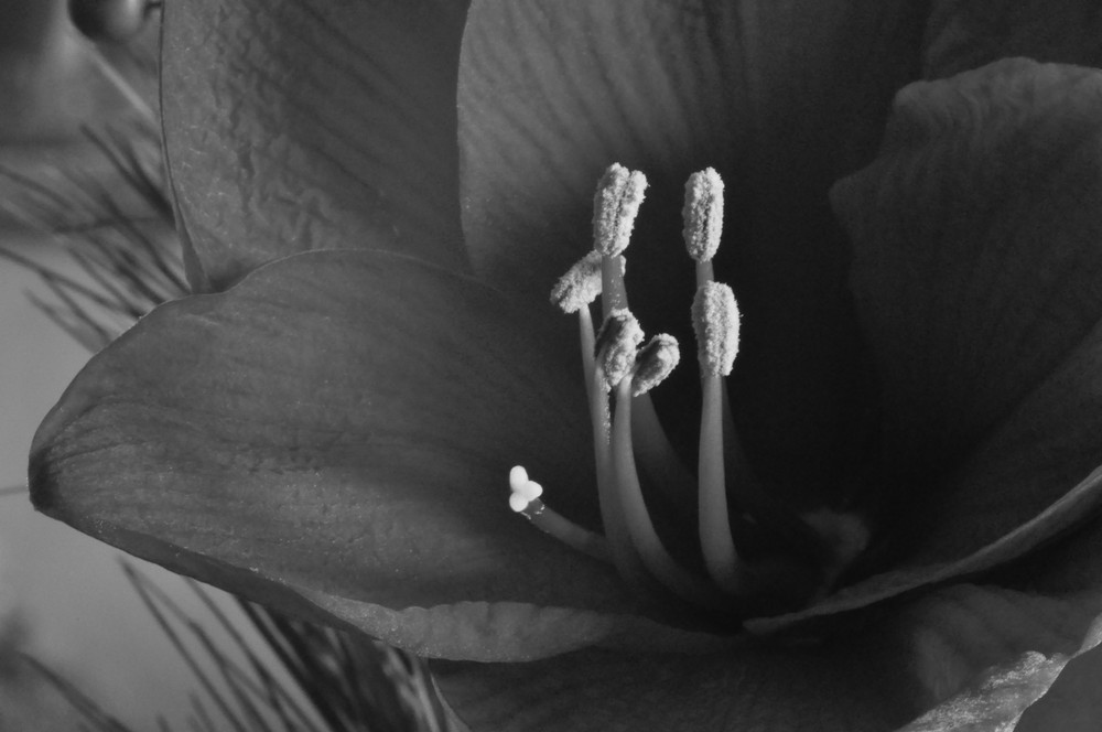 Amaryllis einmal anders