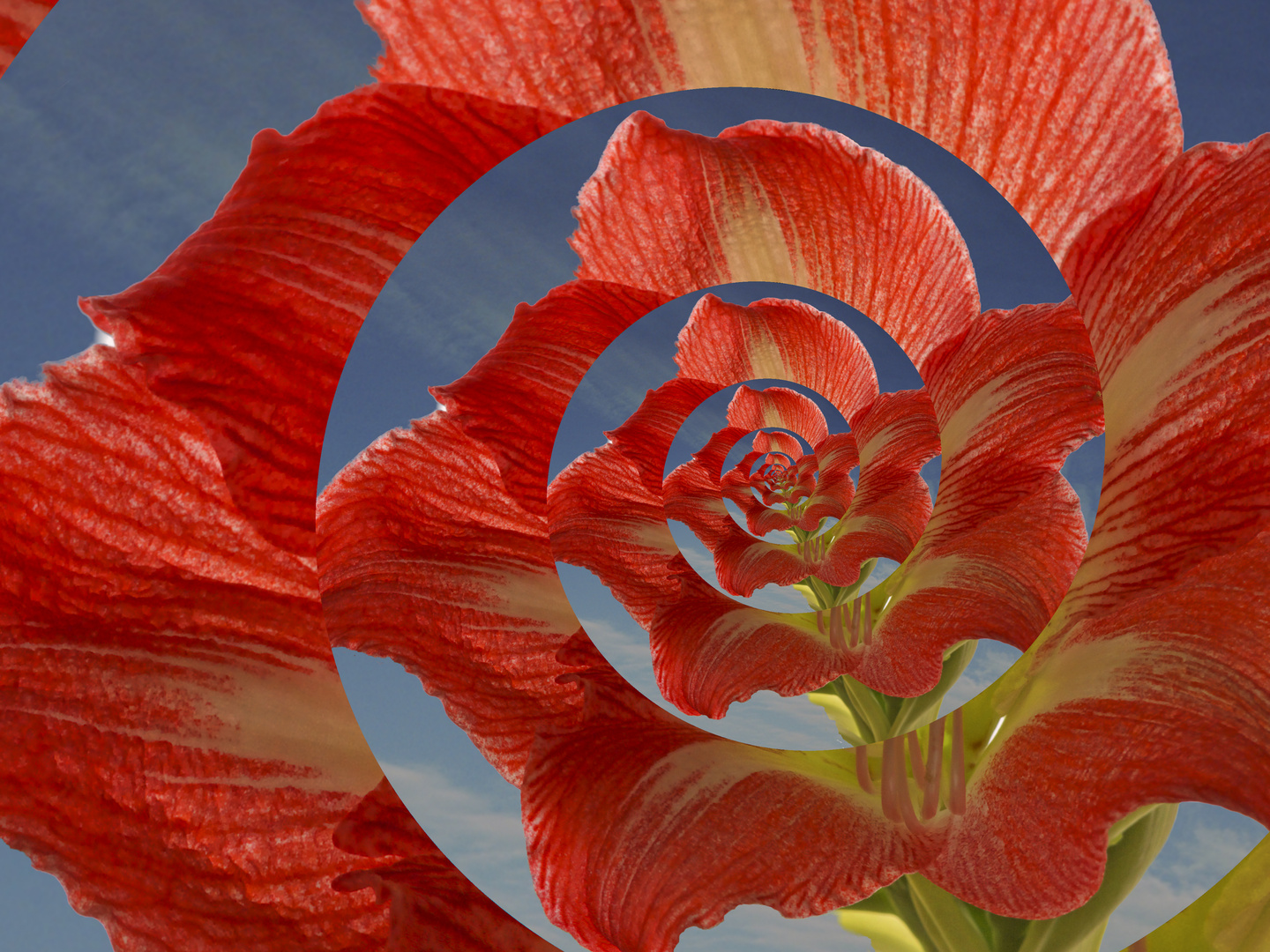 Amaryllis, einmal anders