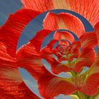 Amaryllis, einmal anders