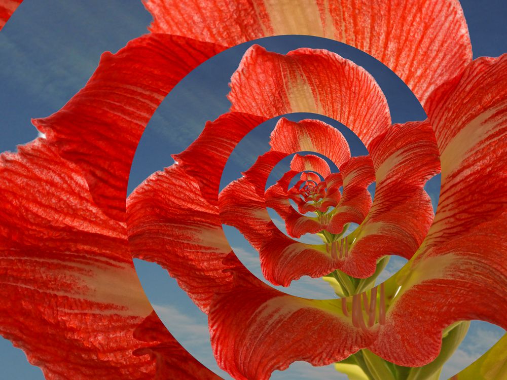 Amaryllis, einmal anders