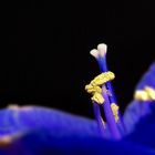 Amaryllis en bleu