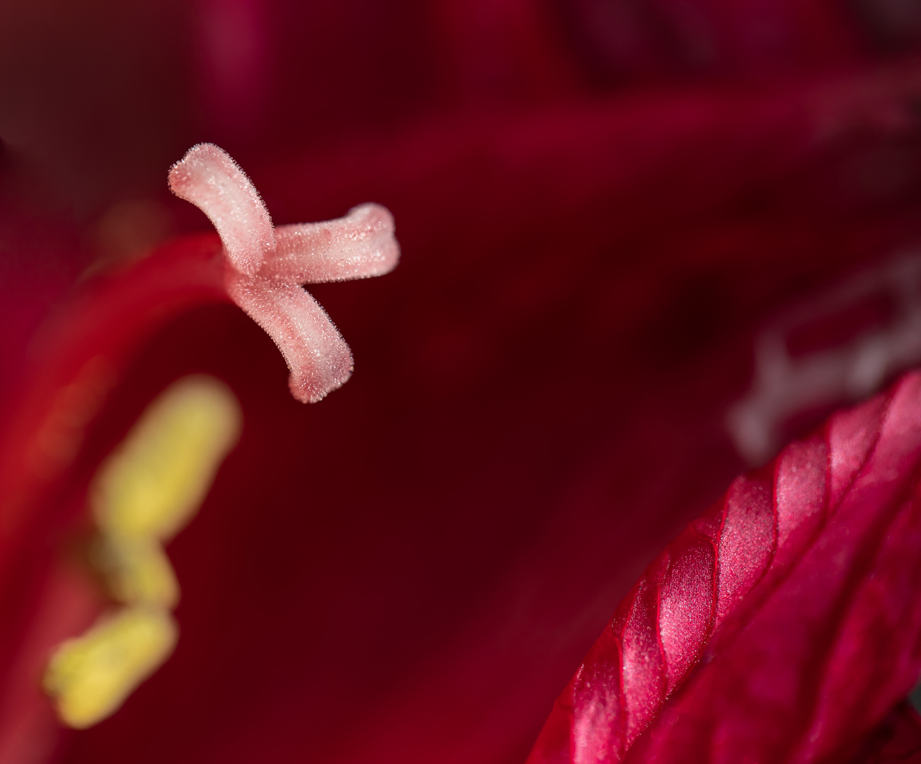 Amaryllis en détail