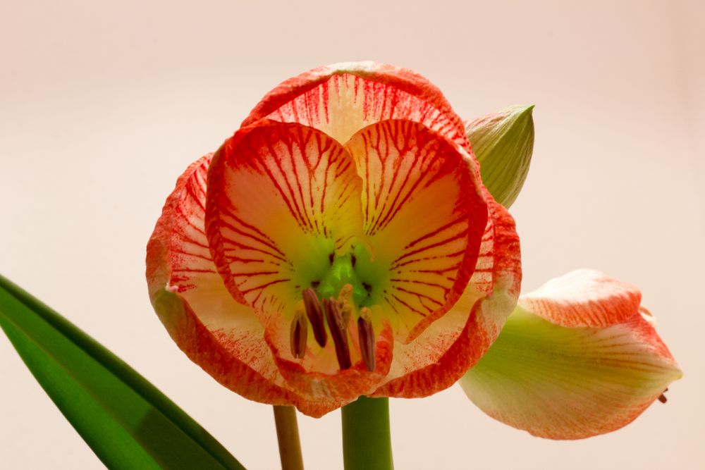 Amaryllis Exotic Striped