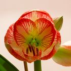 Amaryllis Exotic Striped