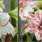 Amaryllis