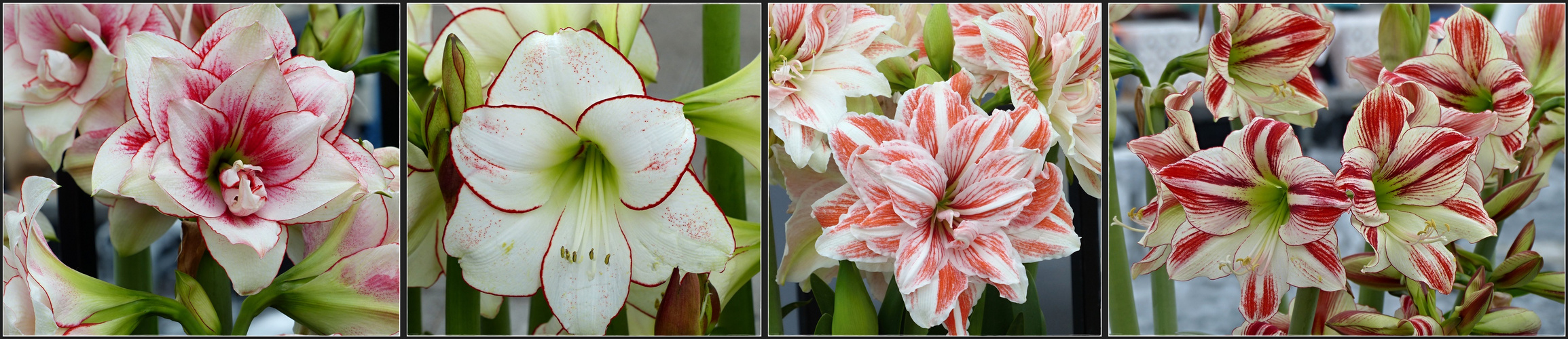 Amaryllis