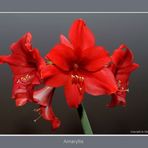 Amaryllis