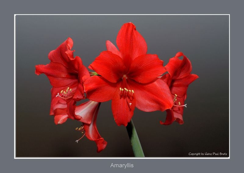 Amaryllis