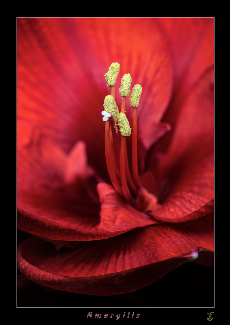 Amaryllis