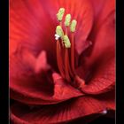 Amaryllis