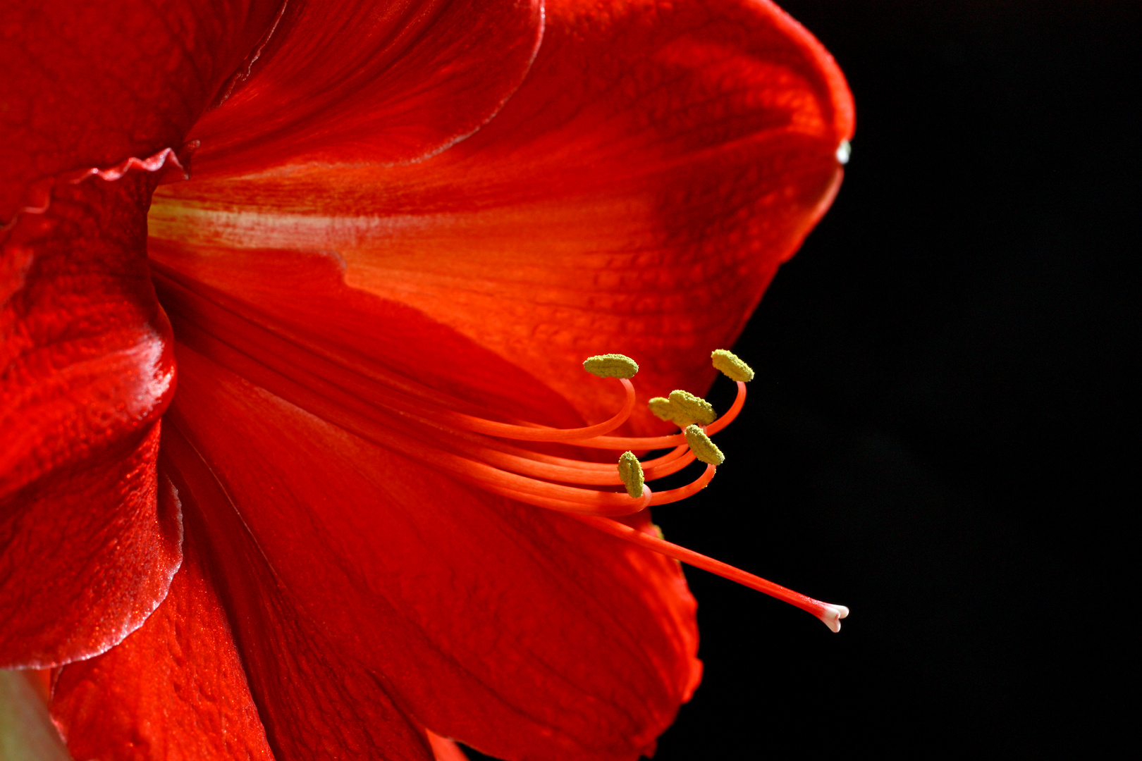 Amaryllis