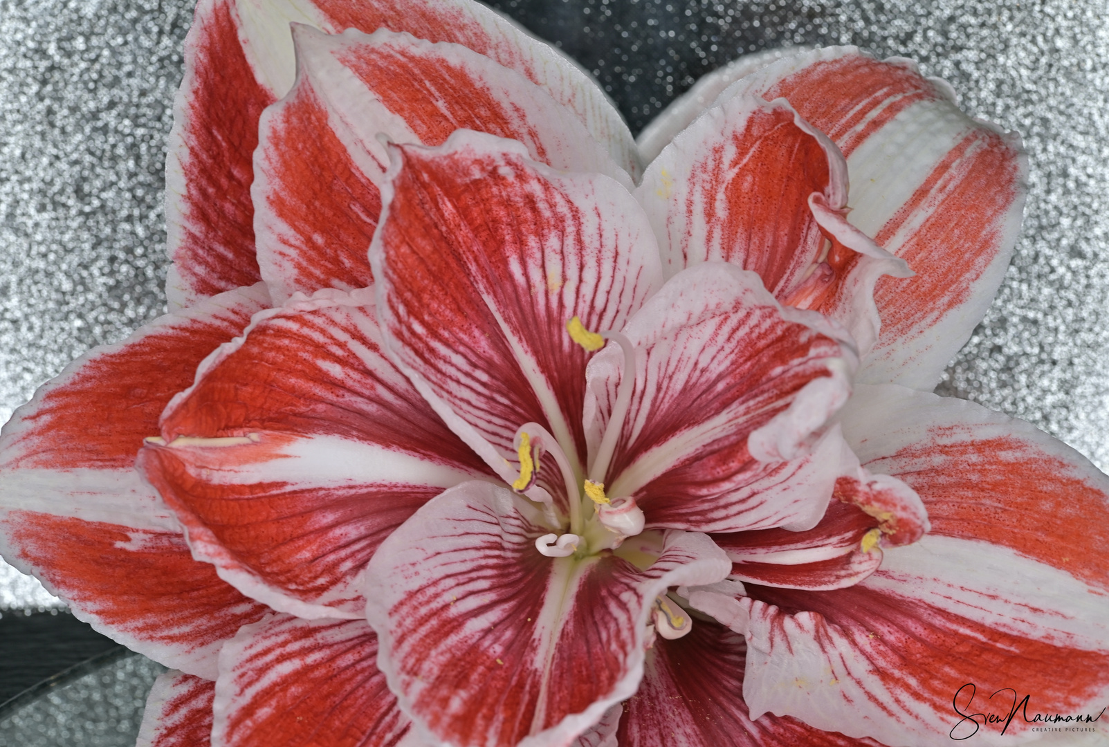 Amaryllis