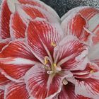 Amaryllis