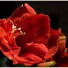 Amaryllis