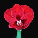 Amaryllis