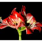 Amaryllis