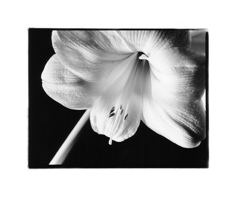 Amaryllis