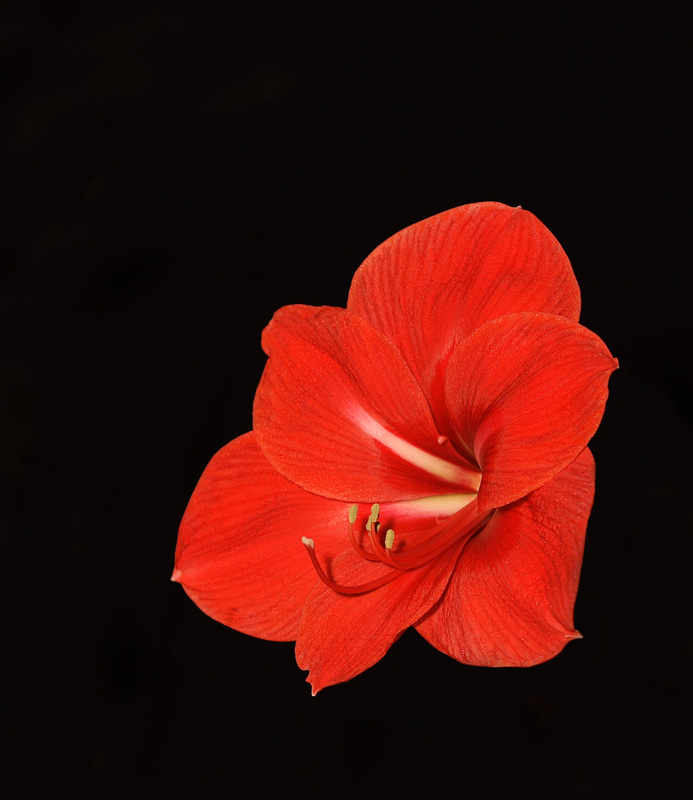 Amaryllis