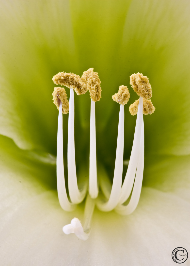 Amaryllis