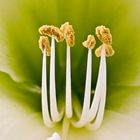 Amaryllis