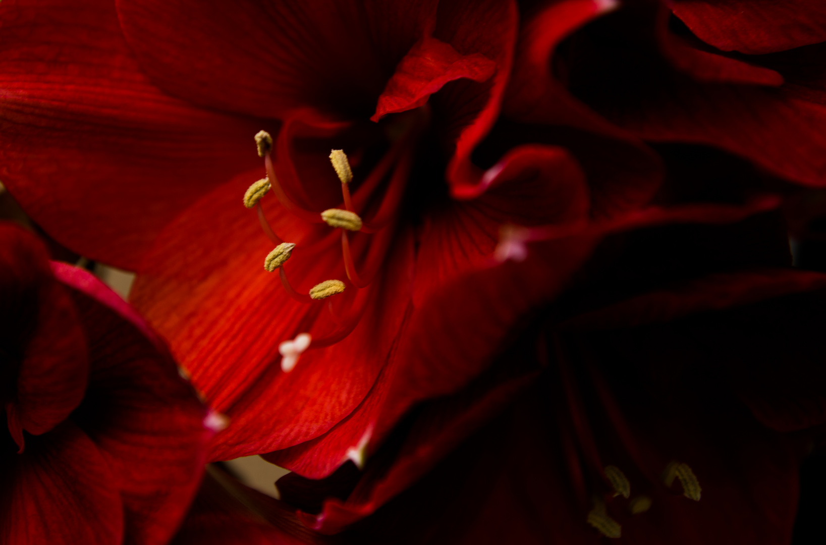 Amaryllis