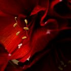 Amaryllis