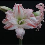 Amaryllis