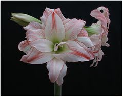 Amaryllis