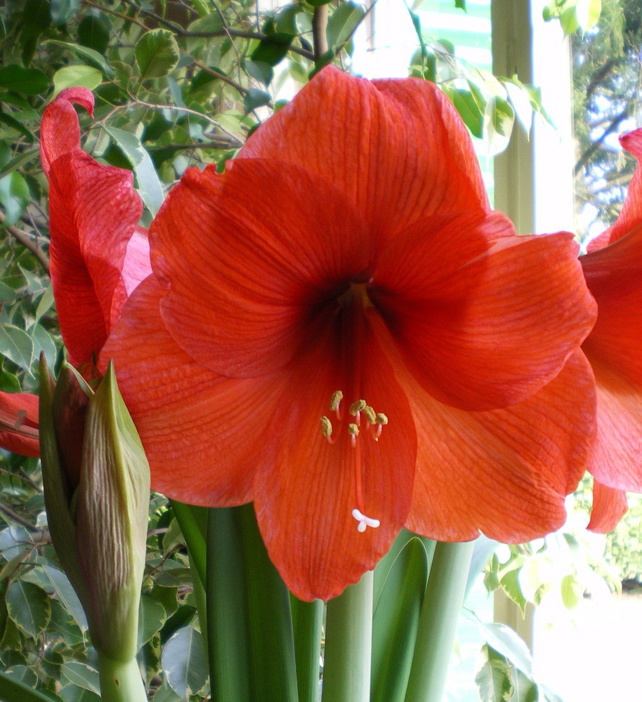 Amaryllis