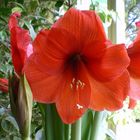 Amaryllis