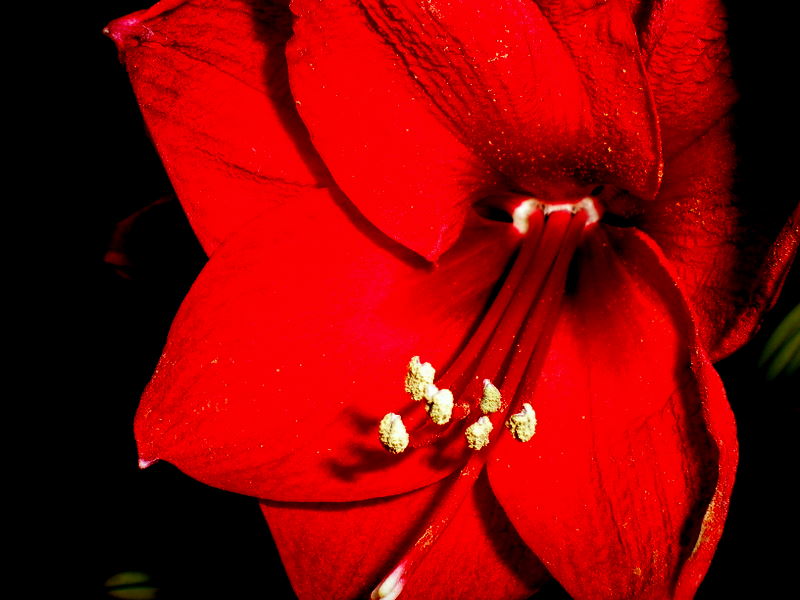 amaryllis