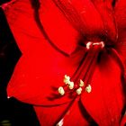 amaryllis