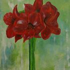 Amaryllis