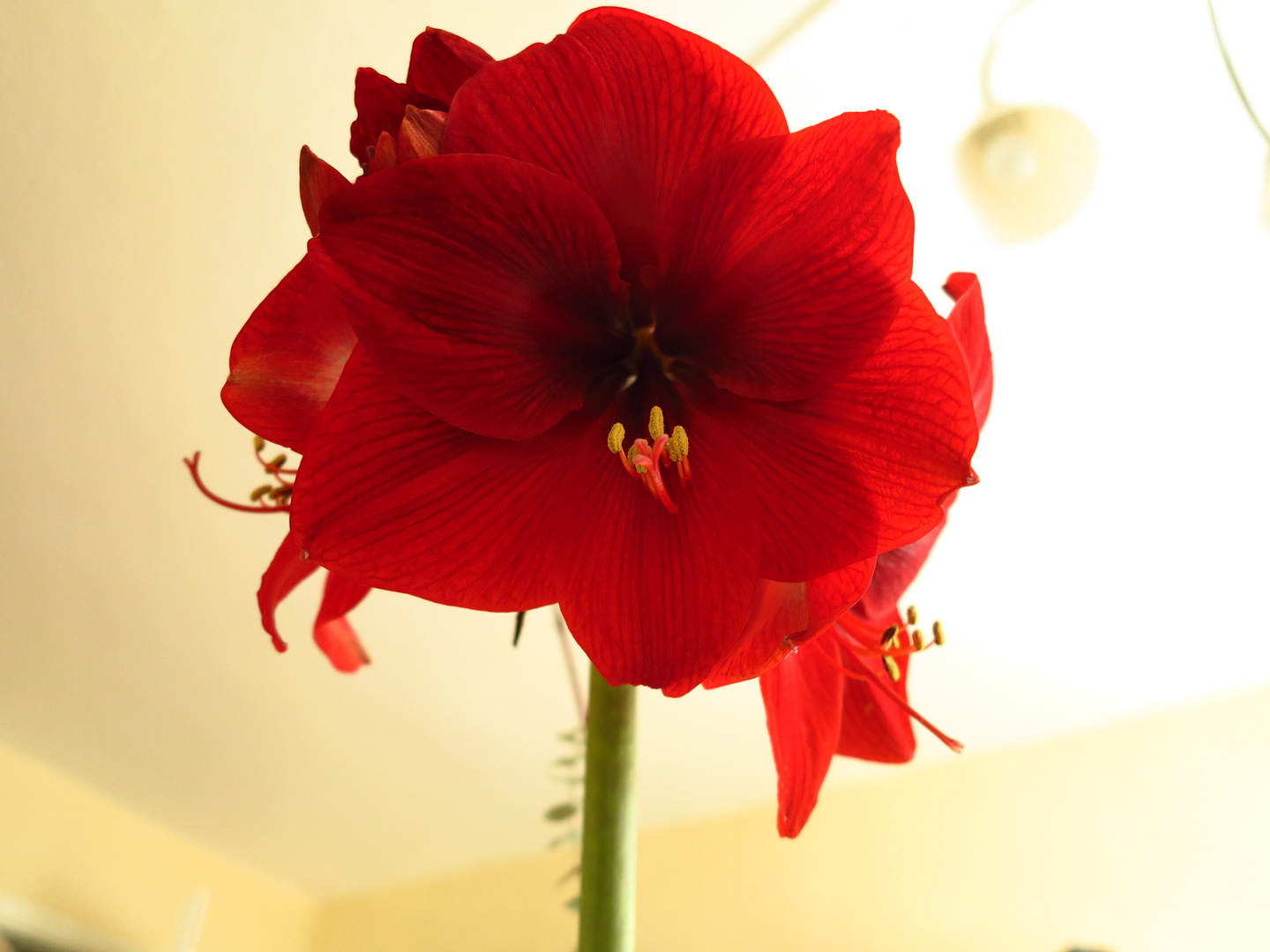 Amaryllis