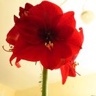 Amaryllis