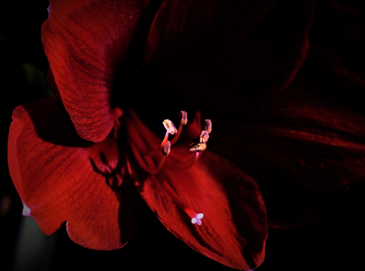 Amaryllis